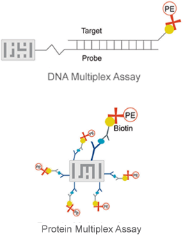 DNA and Protein Multiplex Assays